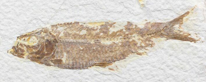 Bargain Knightia Fossil Fish - Wyoming #41068